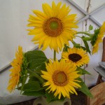 Abenteuerland Jagdshof